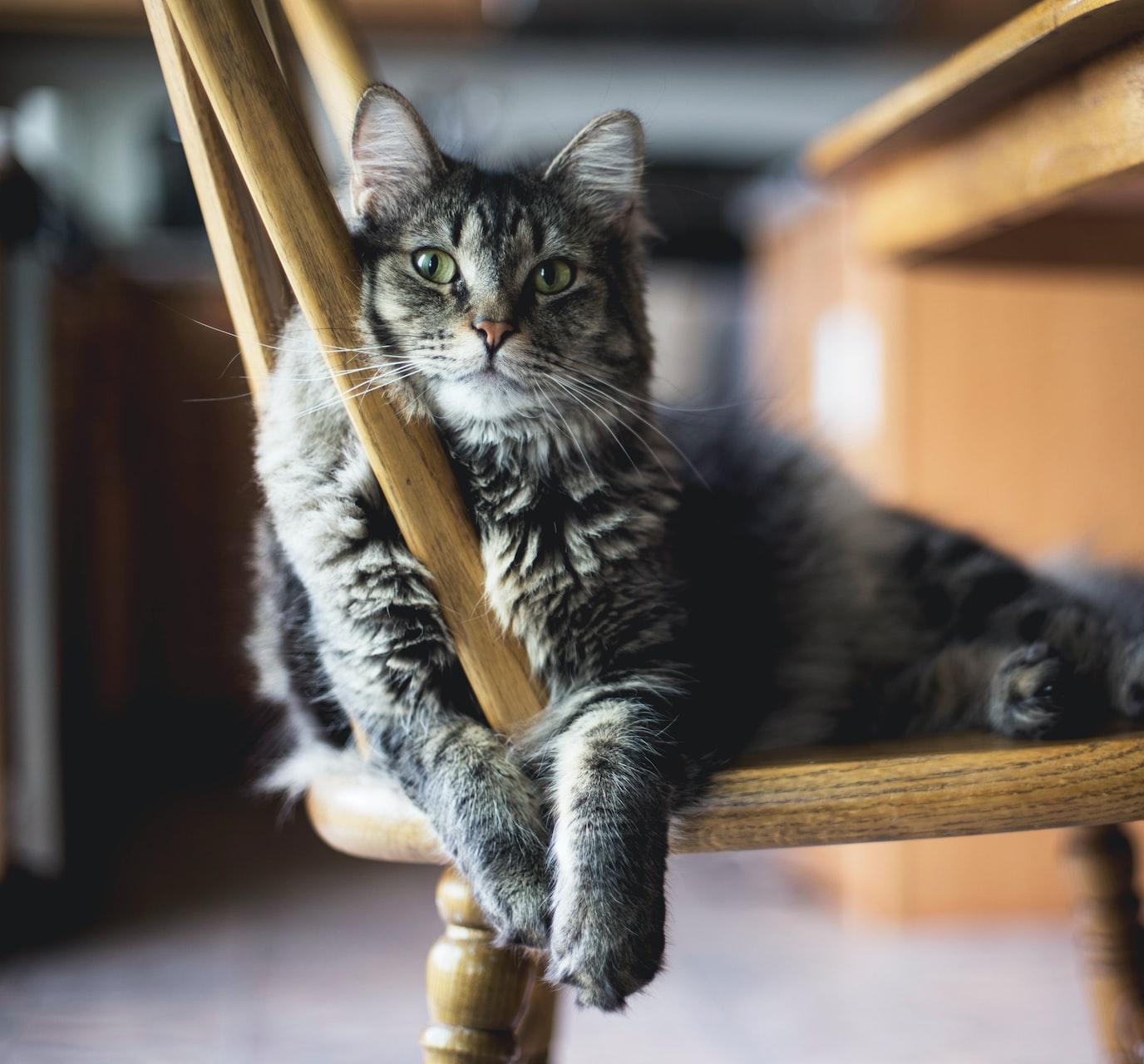 brown tabby cat on wooden windsor chair